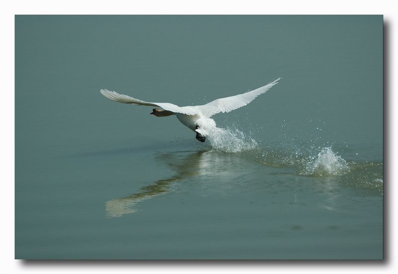 Cigno reale - Cygnus olor  &  Cigno nero - Cygnus atratus